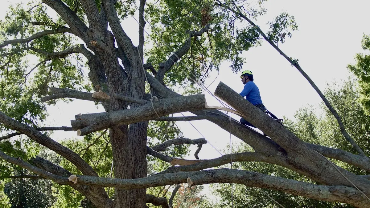 Professional Crown Thinning performed by certified arborists in Bellows Falls