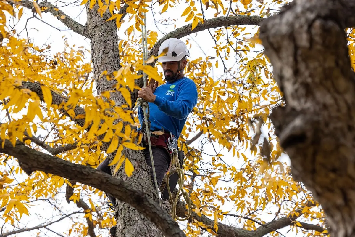 Skilled Tree Planting crew working in Bellows Falls